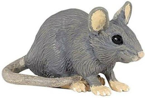 Mysz polna