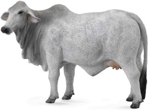 Krowa brahman L