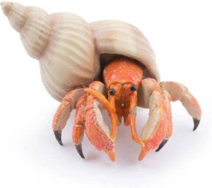 Krab pustelnik
