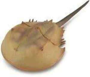 Krab podkowiasty