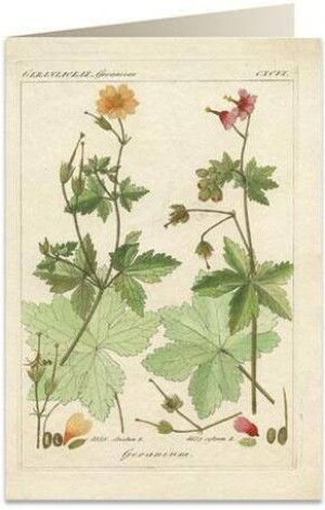 Karnet B6 + koperta: Pelargonia pachnąca