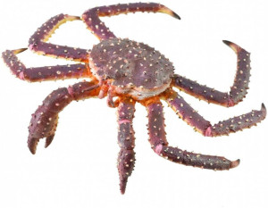 Krab królewski
