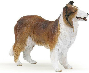 Owczarek Collie