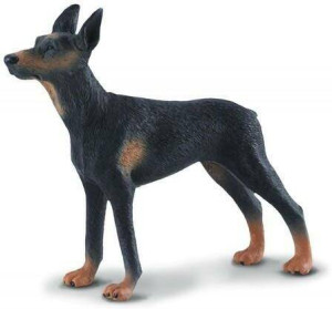 Pies doberman