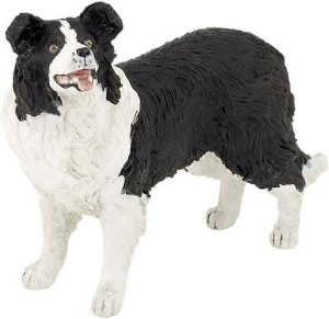 Border collie