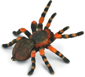 Ptasznik czerwonokolanowy
