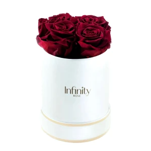 Burgundowe wieczne róże średni biały flower box Infinity Rose