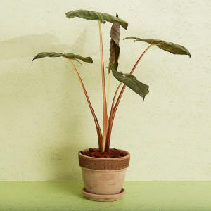 Interflora Alocasia inkl. potte