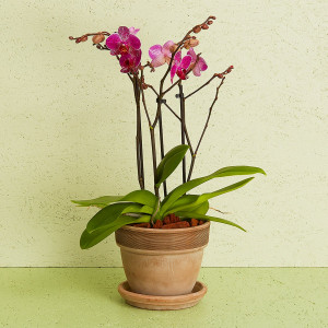 Interflora Orkidé inkl. potte