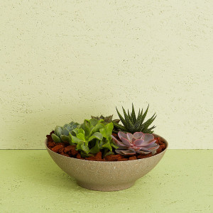 Interflora Arrangement med sukkulenter