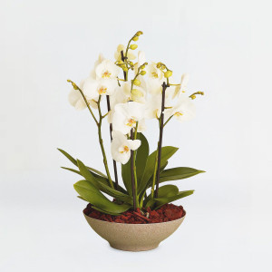 Interflora Arrangement med orkideer