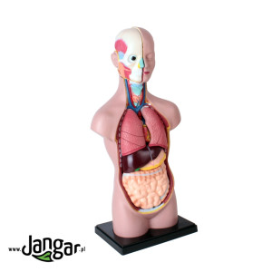 Model tułowia ludzkiego z głową, 11-cz., 1/2 wielkości naturalnej