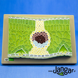 Model reliefowy liścia rośliny dwuliściennej