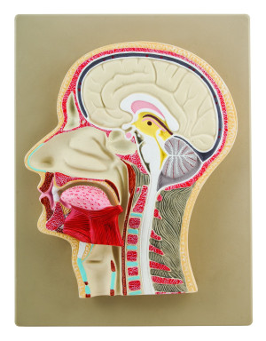 Przekrój boczny głowy ludzkiej, model reliefowy