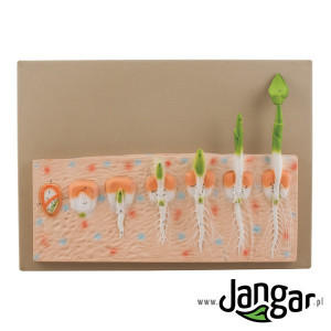 Kiełkowanie nasiona rośliny jednoliściennej – model reliefowy