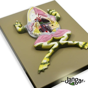 Model żaby preparowanej