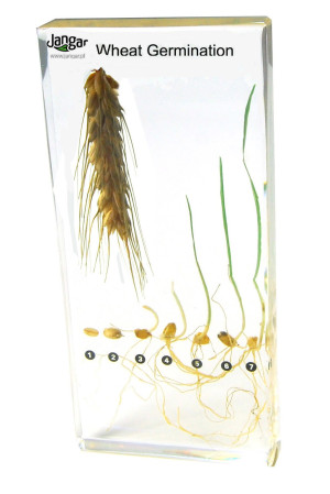 Rozwój pszenicy - 8 okazów zatopionych w tworzywie