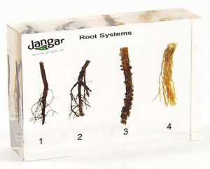 Systemy korzeniowe - 4 okazy zatopione w tworzywie