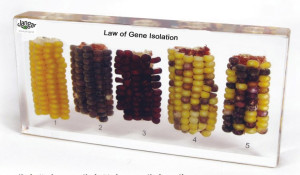 Genetyka: krzyżowanie kukurydzy - 5 okazów zatopionych w tworzywie