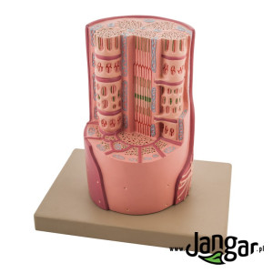 Ultrastrukturalny model mięśnia szkieletowego