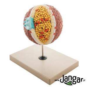 Model cholesterolu
