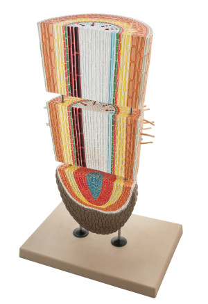 Model budowy korzenia w 4 przekrojach, 200x, 3-cz.