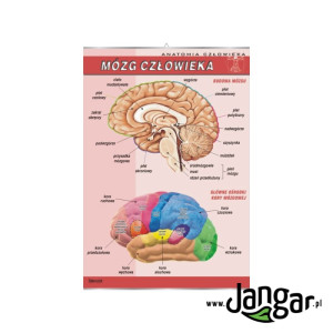 Plansza ścienna: mózg człowieka