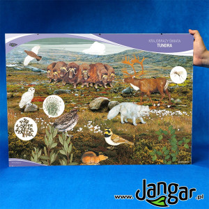 Plansza w antyramie: krajobrazy świata – tundra 70x50 cm