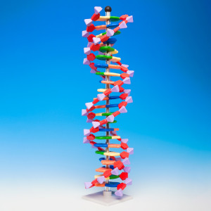 Model dna – duży  (2 skręty helisy, 45 cm)