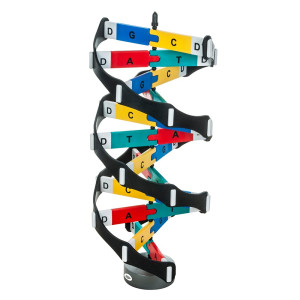 Model dna z oznaczonymi zasadami