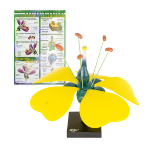 Plansza budowa kwiatu ze wskaźnikiem i modelem