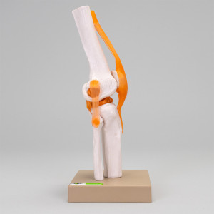 Model stawu, ruchomy – kolanowy