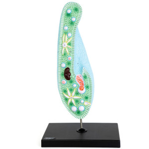 Model pantofelka (paramecium), 1600x