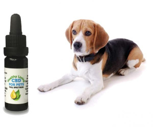 CBD Oil For Dogs