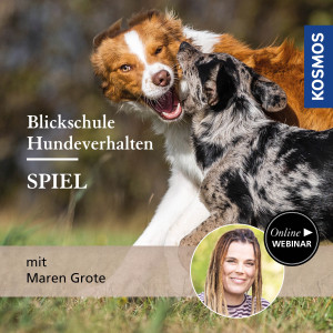 Blickschule Hundeverhalten – Spiel - Hundetrainer - Webinar | Maren Grote