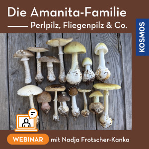 Die Amanita-Familie – Perlpilz, Fliegenpilz & Co.