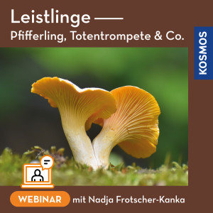 Leistlinge – Pfifferling, Totentrompete & Co.