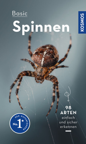 Basic Spinnen