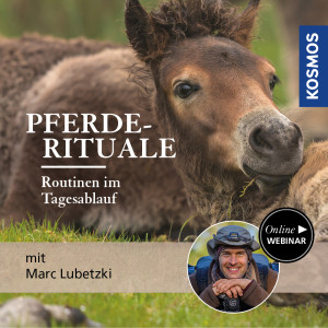 Pferde-Rituale: Routinen im Tagesablauf - Pferdeliebhaber - Webinar | Marc Lubetzki