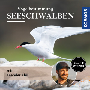 Vogelbestimmung: Seeschwalben - Naturliebhaber - Webinar | Leander Khil