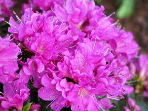 Azalia japońska Geisha Purple