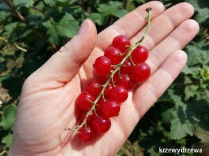 Porzeczka czerwona Rovada na pniu