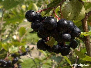 Aronia Nero