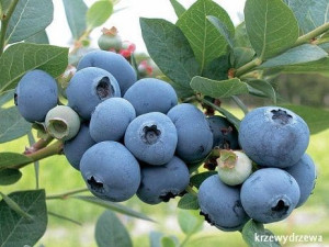 Borówka amerykańska Bluecrop