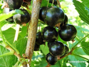 Porzeczka czarna Ometa reg; na pniu