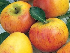 Jabłoń Koksa Pomarańczowa