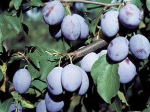 Śliwa Węgierka Zwykła - karłowa