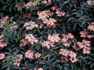 sambucus nigra black beauty