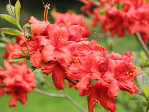 Azalia wielkokwiatowa 'Satan'