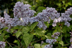 Lilaka pospolitego #8216;Aucubaefolia#8217;